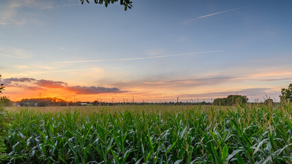 Corn plants with tassels standing in a vast field illuminated by the warm glow of sunset light....