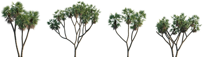 Set of Hyphaene thebaica (common names doum palm and gingerbread tree) frontal isolated png on a transparent background perfectly cutout