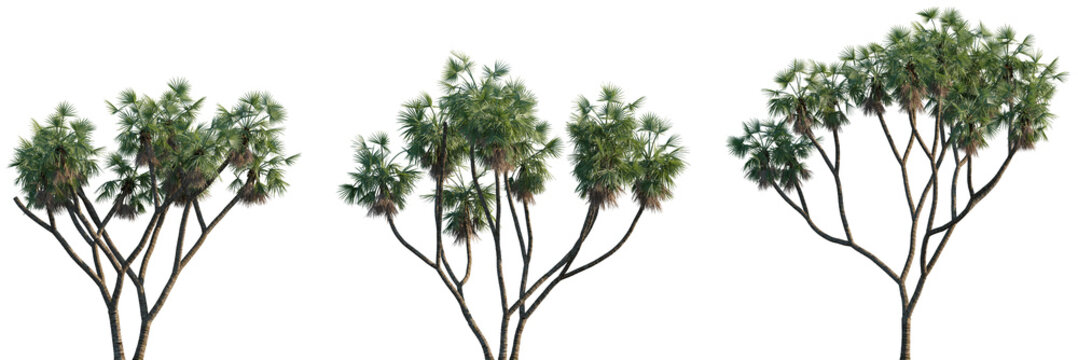 Set of Hyphaene thebaica (common names doum palm and gingerbread tree) frontal isolated png on a transparent background perfectly cutout