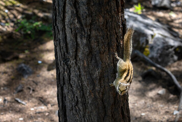squirrel in Hengduan Mountains, Yading, China
