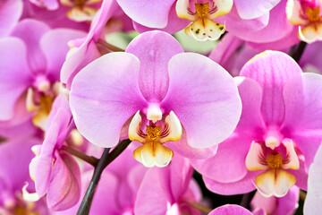 Fototapeta premium Close cup of purple flowering orchid. Beautiful purple orchid flower. Phalaenopsis orchid flower 