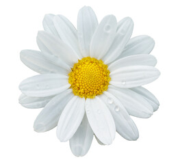 Chamomile flower head isolated. Chamomile flower or White Daisy isolated. PNG transparency 