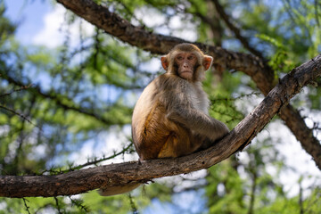 monkeys in Hengduan Mountains, Yading, China
