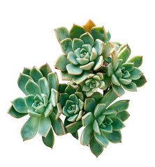 A green spiral succulent cactus. Green succulent cactus flower tropical plant top view isolateds