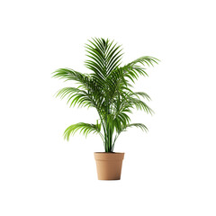 palm tree in a pot isolated on a transparent background, in PNG format, Potted plants