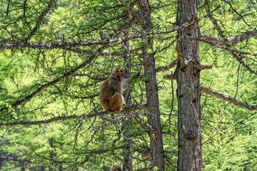 monkeys in Hengduan Mountains, Yading, China