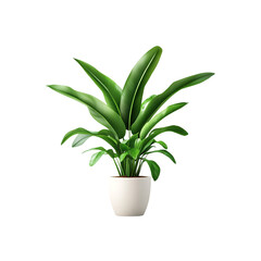 Plant in a pot isolated on a transparent background, in PNG format, Potted plants