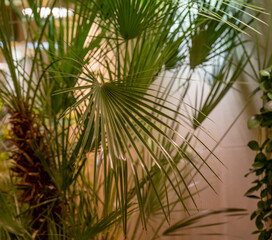 palm tree leaves