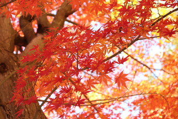 Japanese autumn foliage,Japanese fall colors