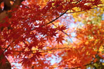 Japanese autumn foliage,Japanese fall colors