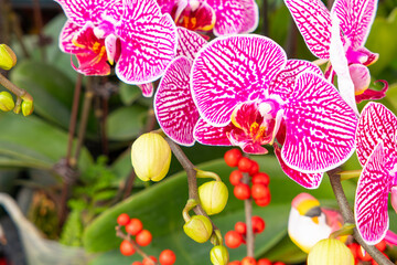 red and white color blooming orchids