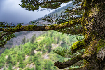 forest in the zhuque mountains, China
