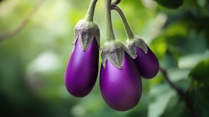 Eggplant with eggplant garden background