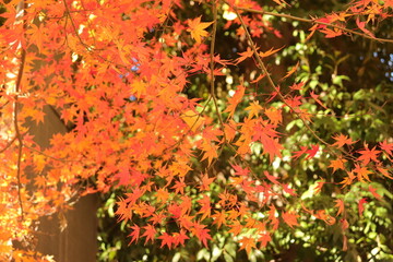 Japanese autumn foliage,Japanese fall colors