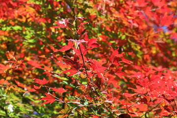 Japanese autumn foliage,Japanese fall colors