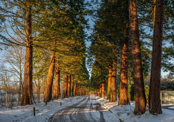Sequoia-Allee, eine schneebedeckte Straße im Winter, flankiert von Mammutbäumen in Hamburg