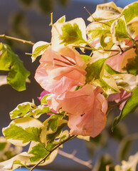 red and yellow flowers