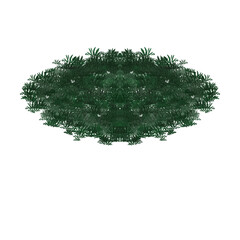 green grass isolated on white background