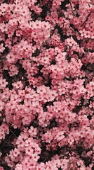 Fototapeta premium Stunning Pink Cherry Blossoms in Full Bloom