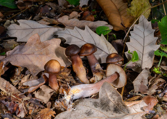 Rhodocollybia butyracea - young edible autumn mushroom among fallen leaves in the garden, Odessa