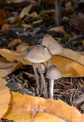 Mycena sp. - a small saprotrophic fungus on a rotten stump and roots of a dead tree, Odessa