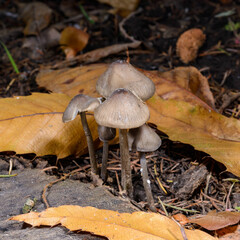 Mycena sp. - a small saprotrophic fungus on a rotten stump and roots of a dead tree, Odessa