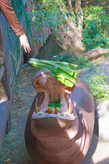 Common Hippopotamus, the most ecologically influential African megaherbivore being fed a bunch of...