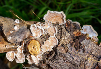 Split-gill mushroom Schizophyllum commune - wood-destroying fungus species on rotten stump in garden