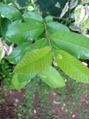 A small field of grass growing green in the cold of the mountains. A lush little green garden, widely grown with local Ayurvedic medicinal plants. A small field of green looking beautiful plants