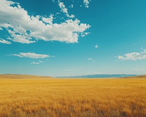 Obraz premium Golden field under a vibrant blue sky with fluffy clouds.