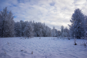 Winter landscape with trees and snow. Winter day. Trees covered with snow.
