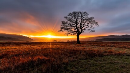 Obraz premium A sunburst effect spreading rays of golden light across a meadow at dawn,