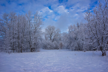 Winter day. Trees covered with snow. Landscape with trees