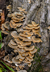 Polypore mushroom Trametes versicolor - tree mushroom on old rotten stump in garden