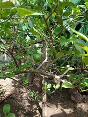 A small field of grass growing green in the cold of the mountains. A lush little green garden, widely grown with local Ayurvedic medicinal plants. A small field of green looking beautiful plants