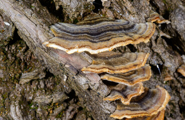 Polypore mushroom Trametes versicolor - tree mushroom on old rotten stump in garden