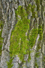 Brachythecium salebrosum - green moss on the trunk of an old tree, Odessa