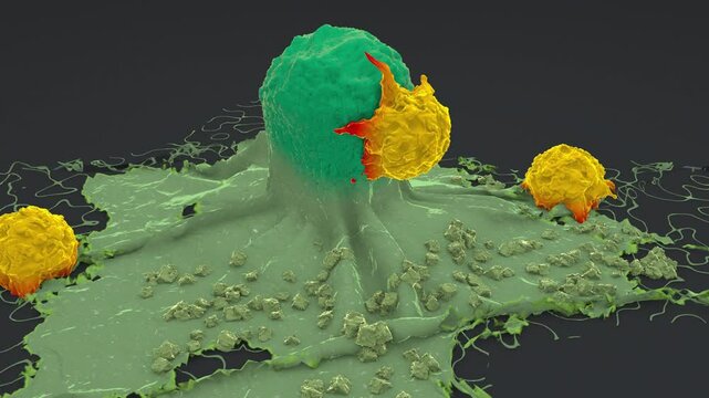 Cancer cell attacked and killed by lymphocytes cell in the immune reaction