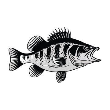 black and white fish drawing clip art preview