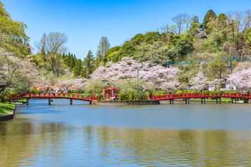 Sakura cherry blossoms in full bloom, Mobaea Park, Mobara City, Chiba Prefecture, Japan
