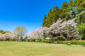 Sakura cherry blossoms in full bloom, Mobaea Park, Mobara City, Chiba Prefecture, Japan
