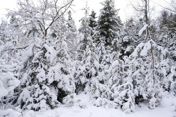 Beautiful scenery of snowy forest.