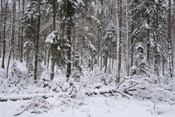 Beautiful scenery of snowy forest.