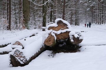Scenery of snowy forest with cut tree trunks lie on edge of road and little silhouettes of walking...