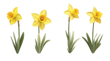 yellow daffodil flowers isolated on white transparent background