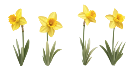 yellow daffodil flowers isolated on white transparent background