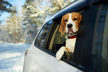 Beagle enjoys a winter drive with head out of the car window in a snowy forest. Traveling with a pet