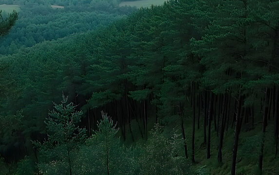 Aerial view of a dense forest, a top-down shot, nature photography, dark green background. 