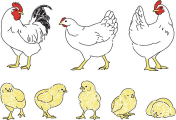 ニワトリとひよこのさまざまなポーズセット