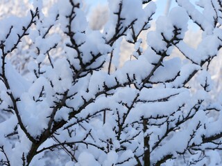 The branches of a tree covered in snow. Close-up